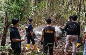 Polda Riau Persempit Aksi Pemburu Gajah dan Selidiki Jaringan Penjualan Gading
