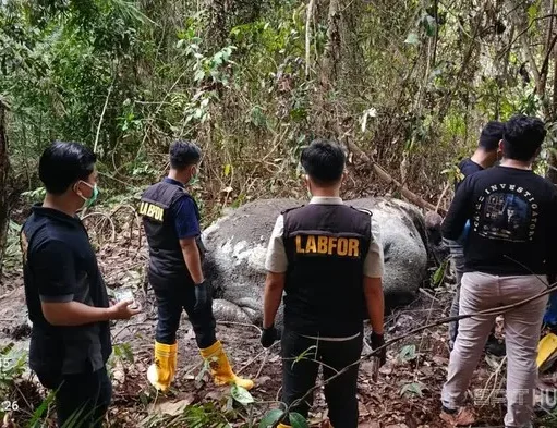 Polda Riau Persempit Aksi Pemburu Gajah dan Selidiki Jaringan Penjualan Gading