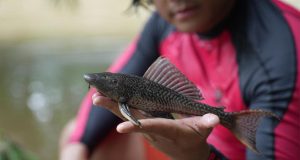 Dinas KPKP Diminta Tindak Lanjuti Fenomena Ikan Sapu-sapu di Kali Ciliwung