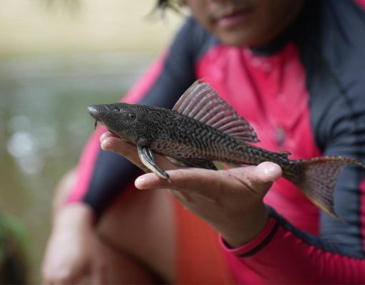 Dinas KPKP Diminta Tindak Lanjuti Fenomena Ikan Sapu-sapu di Kali Ciliwung