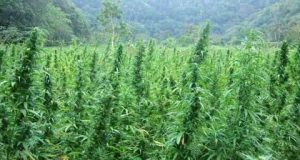 Dengan Kamera Drone, Ladang Ganja 6 Hektare di Mandailing Natal Ditemukan