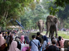 Selama Libur Idul Fitri Taman Margasatwa Ragunan Dikunjungi 421 Ribu Wisatawan