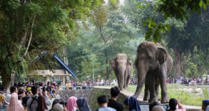 Selama Libur Idul Fitri Taman Margasatwa Ragunan Dikunjungi 421 Ribu Wisatawan