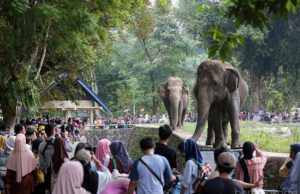 Selama Libur Idul Fitri Taman Margasatwa Ragunan Dikunjungi 421 Ribu Wisatawan