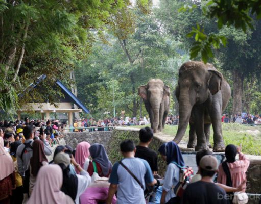 Selama Libur Idul Fitri Taman Margasatwa Ragunan Dikunjungi 421 Ribu Wisatawan