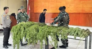 Saat Patroli di Pegunungan Bintang Tim Gabungan TNI–Polri Temukan Ladang Ganja