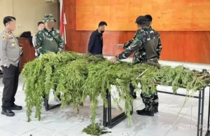 Saat Patroli di Pegunungan Bintang Tim Gabungan TNI–Polri Temukan Ladang Ganja