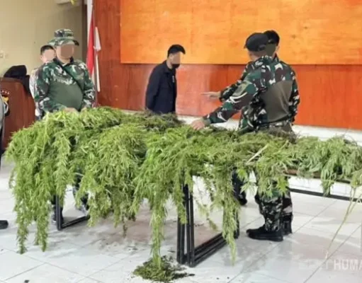 Saat Patroli di Pegunungan Bintang Tim Gabungan TNI–Polri Temukan Ladang Ganja