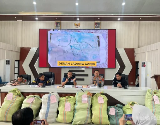 Ditemukan Ladang Ganja 20 Hektar di Empat Lawang, 220 Kg Ganja dan Bandar Utama Ditangkap