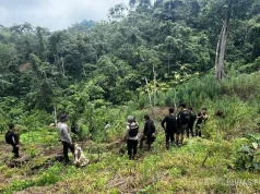 Kasus Ladang Ganja 20 Hektare di Empat Lawang, Polda Sumsel Buru 4 DPO