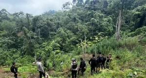 Kasus Ladang Ganja 20 Hektare di Empat Lawang, Polda Sumsel Buru 4 DPO