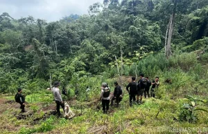Kasus Ladang Ganja 20 Hektare di Empat Lawang, Polda Sumsel Buru 4 DPO