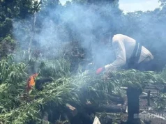 Ladang Ganja Seluas 3 Hektar Dimusnahkan dalam Operasi Antik Seulawah 2026