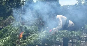 Ladang Ganja Seluas 3 Hektar Dimusnahkan dalam Operasi Antik Seulawah 2026