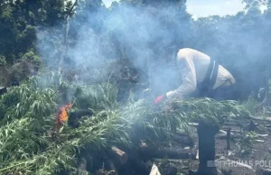Ladang Ganja Seluas 3 Hektar Dimusnahkan dalam Operasi Antik Seulawah 2026