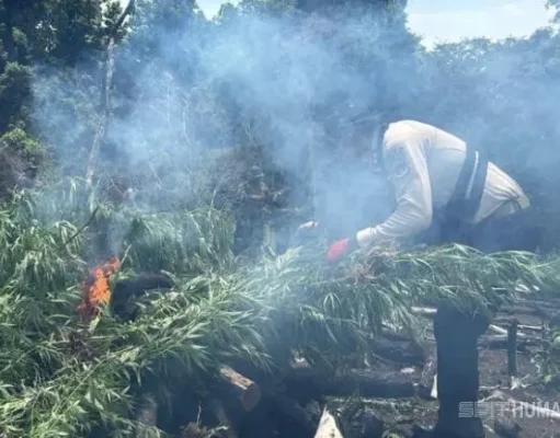 Ladang Ganja Seluas 3 Hektar Dimusnahkan dalam Operasi Antik Seulawah 2026