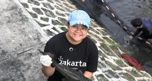 Pemprov DKI Bakal Gelar Rapat Khusus Basmi Ikan Sapu-Sapu