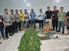 Amankan Puluhan Paket dan 40 Batang Tanaman Polisi Ungkap Peredaran Ganja di Deli Serdang