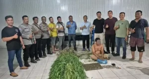 Amankan Puluhan Paket dan 40 Batang Tanaman Polisi Ungkap Peredaran Ganja di Deli Serdang