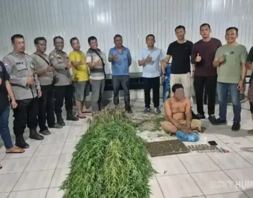 Amankan Puluhan Paket dan 40 Batang Tanaman Polisi Ungkap Peredaran Ganja di Deli Serdang