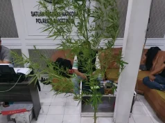 Penanam Ganja Rumahan di Agam Diamankan Polisi