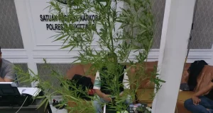 Penanam Ganja Rumahan di Agam Diamankan Polisi