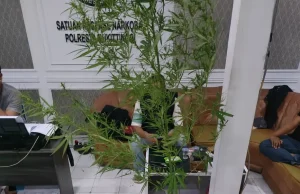Penanam Ganja Rumahan di Agam Diamankan Polisi