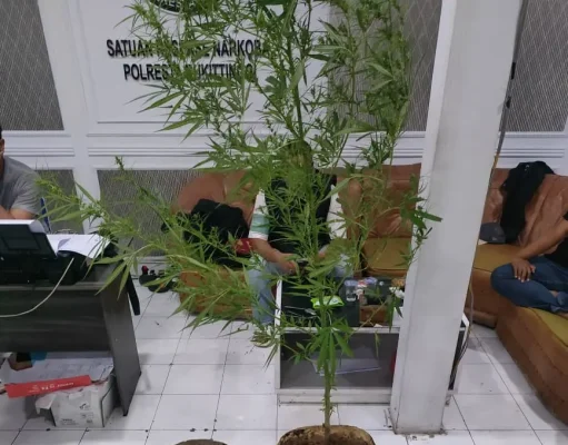 Penanam Ganja Rumahan di Agam Diamankan Polisi