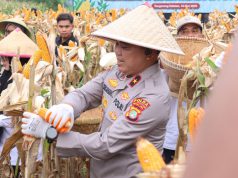 Kelompok Tani di Cisauk Binaan Polda Metro Jaya Panen Jagung