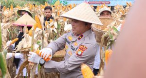 Kelompok Tani di Cisauk Binaan Polda Metro Jaya Panen Jagung