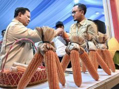 Petani Optimistis Swasembada Pangan Tercapai, Panen Raya Jagung Bersama Presiden Prabowo