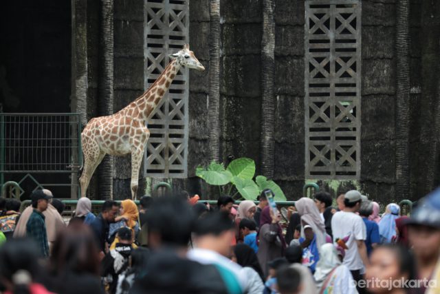 Kandang jerapah ramai dipadati pengunjung saat Libur Nataru