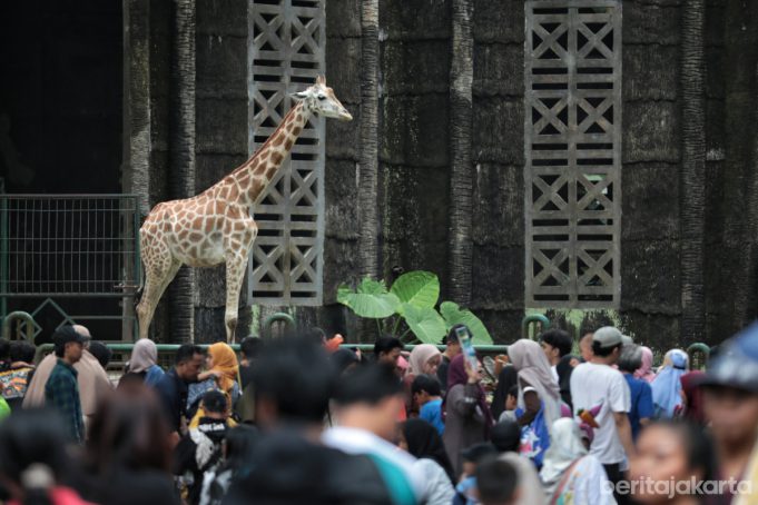 Kandang jerapah ramai dipadati pengunjung saat Libur Nataru