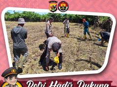 Polsek Pacet Dukung Ketahanan Pangan, Bantu Petani Panen Jagung