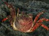 Kapolresta Banggai Ingatkan Warga Hindari Konsumsi Kepiting Devil Crab