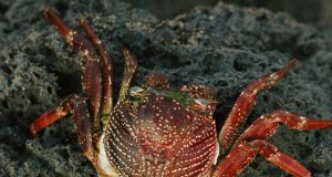 Kapolresta Banggai Ingatkan Warga Hindari Konsumsi Kepiting Devil Crab