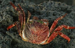 Kapolresta Banggai Ingatkan Warga Hindari Konsumsi Kepiting Devil Crab