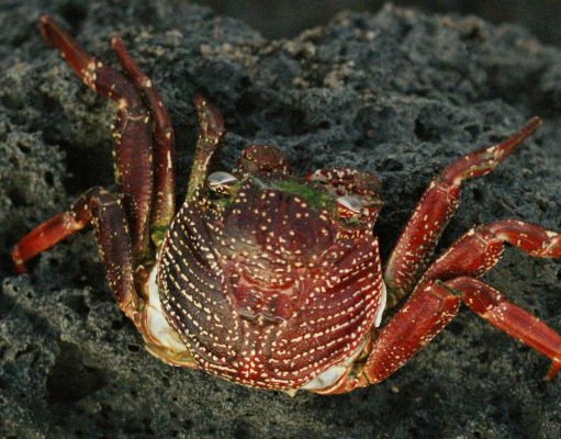 Kapolresta Banggai Ingatkan Warga Hindari Konsumsi Kepiting Devil Crab