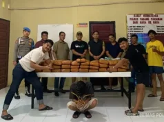 Polres Padang Pariaman Amankan 61 Paket Ganja