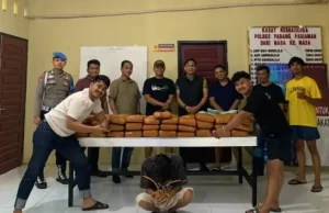 Polres Padang Pariaman Amankan 61 Paket Ganja