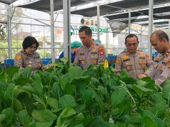 Dukung Program Makan Bergizi Gratis, Polda Metro Jaya Panen 82 Kilogram Pakcoy