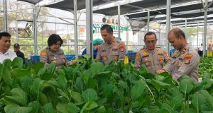 Dukung Program Makan Bergizi Gratis, Polda Metro Jaya Panen 82 Kilogram Pakcoy