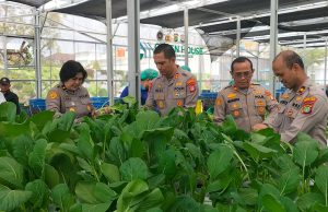 Dukung Program Makan Bergizi Gratis, Polda Metro Jaya Panen 82 Kilogram Pakcoy