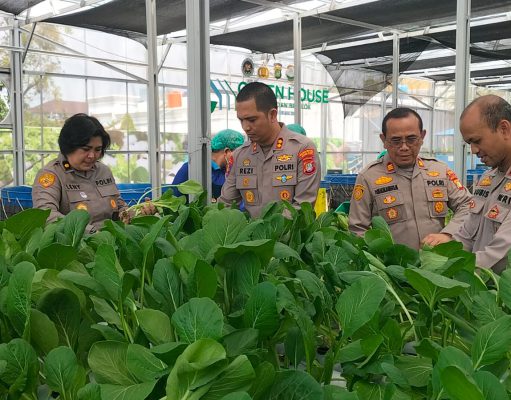 Dukung Program Makan Bergizi Gratis, Polda Metro Jaya Panen 82 Kilogram Pakcoy