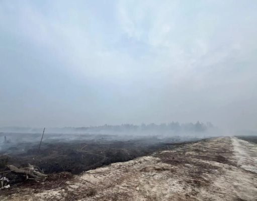 Lansia Ditetapkan Polisi Sebagai TSK Kasus Garap 270 Hektare Hutan
