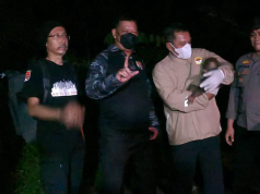 Induk dan Anak Orang Utan Terdampak Karhutla di Kalimantan Tengah Diselamatkan Polisi