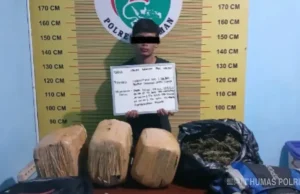 Barang Bukti 23 Kilo Ganja dan Dua Kurir Ditangkap di Pasaman Sumbar