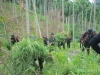 Ungkap Ladang Ganja 18 Hektare, Polda Aceh dan BNNP Amankan Empat Orang
