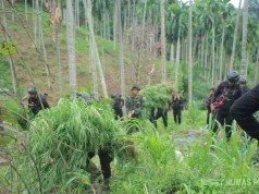 Ungkap Ladang Ganja 18 Hektare, Polda Aceh dan BNNP Amankan Empat Orang
