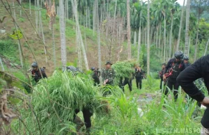 Ungkap Ladang Ganja 18 Hektare, Polda Aceh dan BNNP Amankan Empat Orang